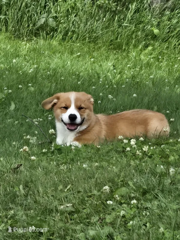 AKC Samuel Whiskers – Pembroke Welsh Corgi puppy for sale in Buffalo, MN