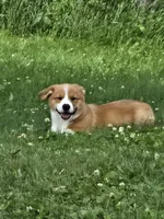 AKC Samuel Whiskers, a male Pembroke Welsh Corgi for sale in Buffalo, MN – 1 of 7