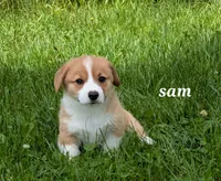 AKC Samuel Whiskers, a male Pembroke Welsh Corgi for sale in Buffalo, MN – 2 of 7