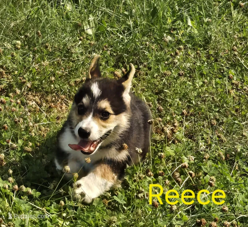 Reese's Puffs – Australian Shepherd, Pembroke Welsh Corgi puppy for sale in Buffalo, MN