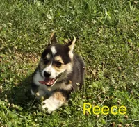 Reese's Puffs, a male Australian Shepherd and Pembroke Welsh Corgi for sale in Buffalo, MN – 1 of 5