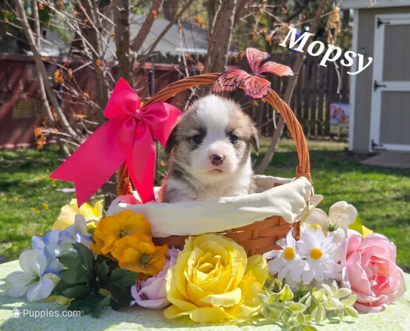 Mopsy – Pembroke Welsh Corgi puppy for sale in Buffalo, MN