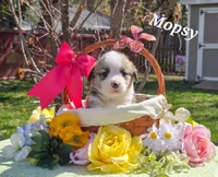 Mopsy, a female Pembroke Welsh Corgi for sale in Buffalo, MN – 1 of 6