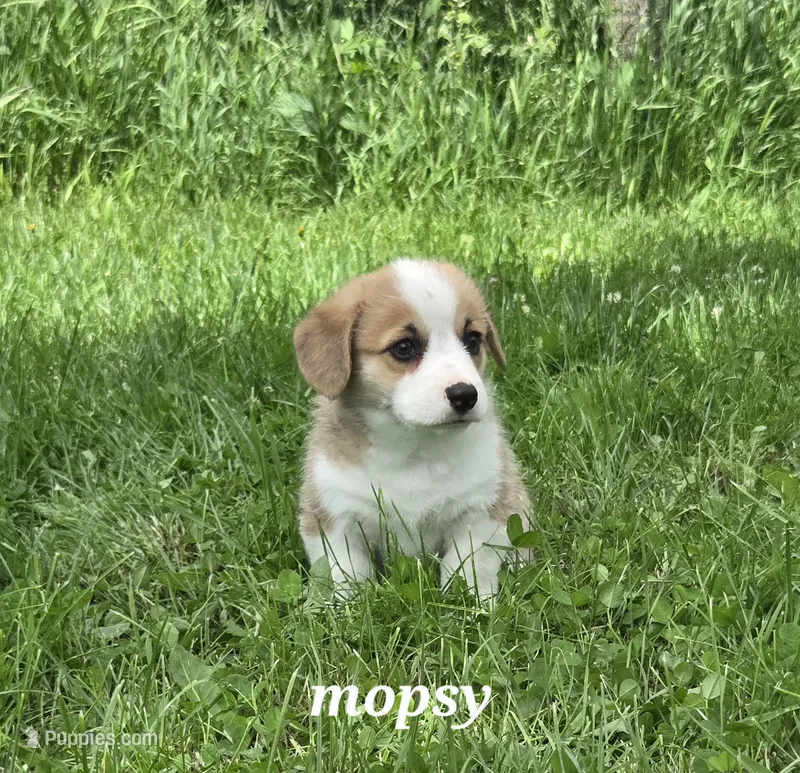 Mopsy – Pembroke Welsh Corgi puppy for sale in Buffalo, MN