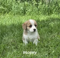 AKC Mopsy, a female Pembroke Welsh Corgi for sale in Buffalo, MN – 2 of 8