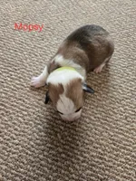 Mopsy, a female Pembroke Welsh Corgi for sale in Buffalo, MN – 4 of 6