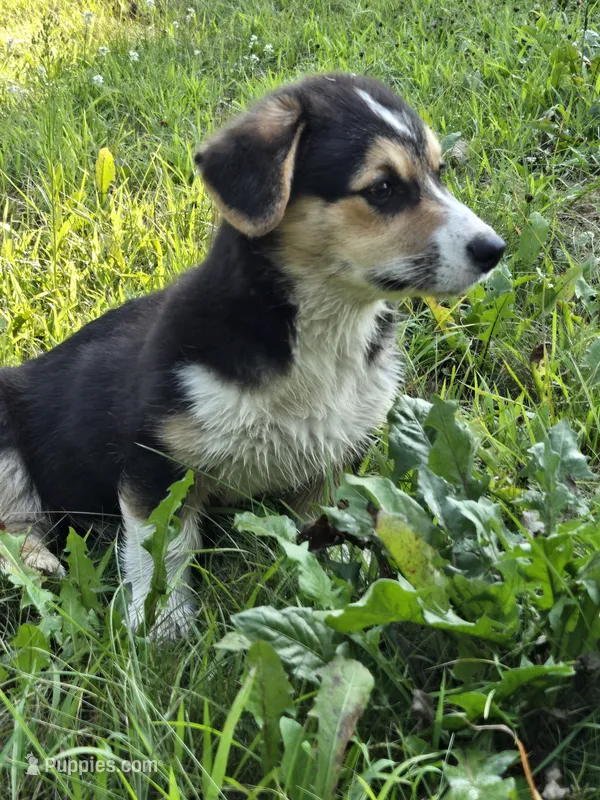 Reese's Puffs – Australian Shepherd, Pembroke Welsh Corgi puppy for sale in Buffalo, MN