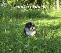 Capt'n Crunch, a male Australian Shepherd and Pembroke Welsh Corgi for sale in Buffalo, MN – 1 of 3