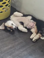 Trix, a female Australian Shepherd and Pembroke Welsh Corgi for sale in Buffalo, MN – 2 of 7