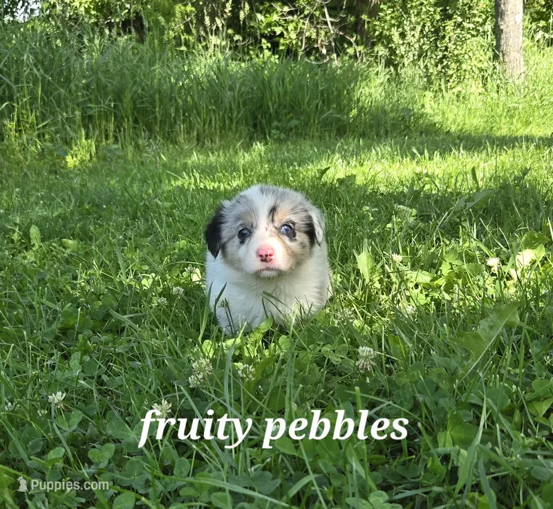 FRUITY PEBBLES – Australian Shepherd, Pembroke Welsh Corgi puppy for sale in Buffalo, MN