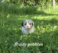 FRUITY PEBBLES, a female Australian Shepherd and Pembroke Welsh Corgi for sale in Buffalo, MN – 1 of 3