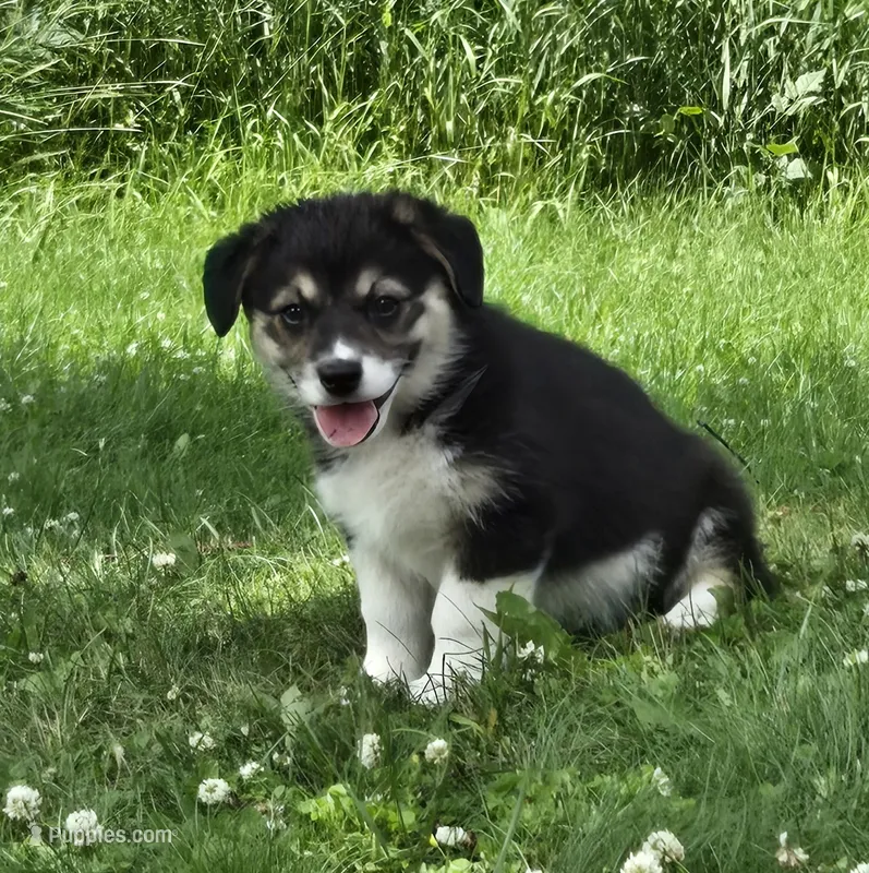 Trix – Australian Shepherd, Pembroke Welsh Corgi puppy for sale in Buffalo, MN
