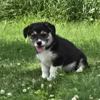 Trix, a female Australian Shepherd and Pembroke Welsh Corgi for sale in Buffalo, MN – 3 of 6