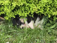 Capt'n Crunch, a male Australian Shepherd and Pembroke Welsh Corgi for sale in Buffalo, MN – 3 of 3