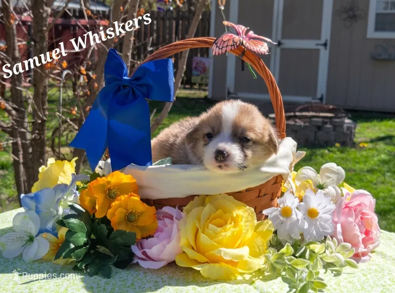 Samuel Whiskers – Pembroke Welsh Corgi puppy for sale in Buffalo, MN