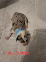 FRUITY PEBBLES, a female Australian Shepherd and Pembroke Welsh Corgi for sale in Buffalo, MN – 3 of 3