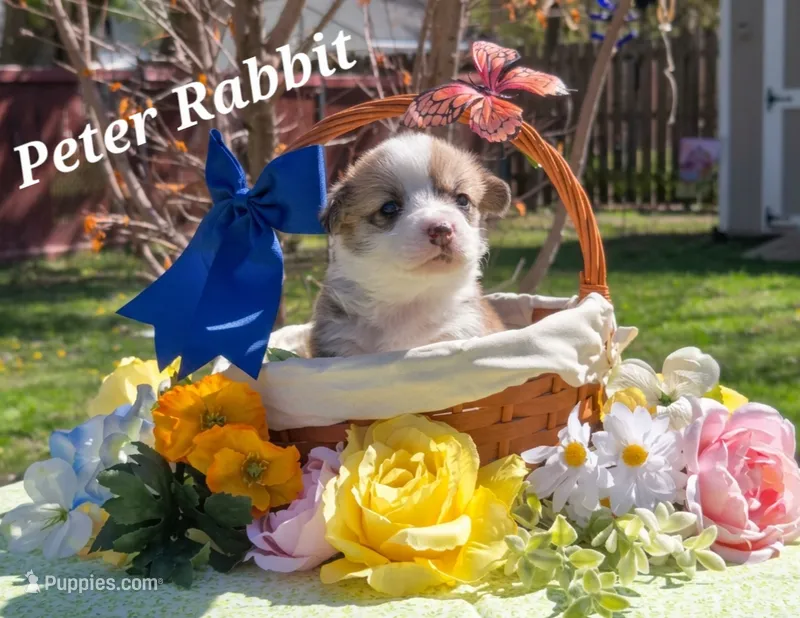 Peter Rabbit – Pembroke Welsh Corgi puppy for sale in Buffalo, MN