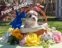 Peter Rabbit, a male Pembroke Welsh Corgi for sale in Buffalo, MN – 1 of 5