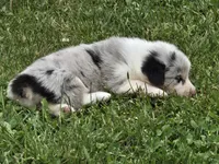 FRUITY PEBBLES, a female Australian Shepherd and Pembroke Welsh Corgi for sale in Buffalo, MN – 2 of 3