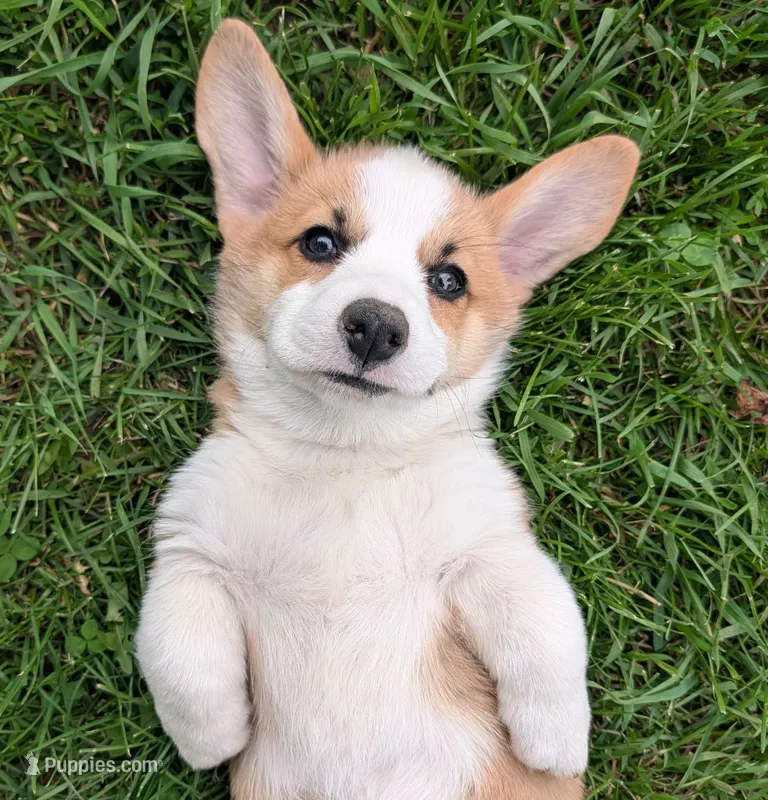 AKC Mopsy – Pembroke Welsh Corgi puppy for sale in Buffalo, MN