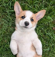AKC Mopsy, a female Pembroke Welsh Corgi for sale in Buffalo, MN – 1 of 8