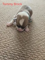 Tommy Brock, a male Pembroke Welsh Corgi for sale in Buffalo, MN – 5 of 5