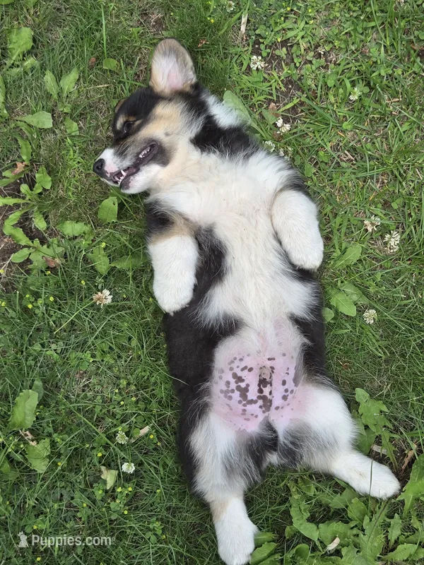 Cap'n Crunch – Australian Shepherd, Pembroke Welsh Corgi puppy for sale in Buffalo, MN