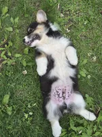 Cap'n Crunch, a male Australian Shepherd and Pembroke Welsh Corgi for sale in Buffalo, MN – 1 of 4