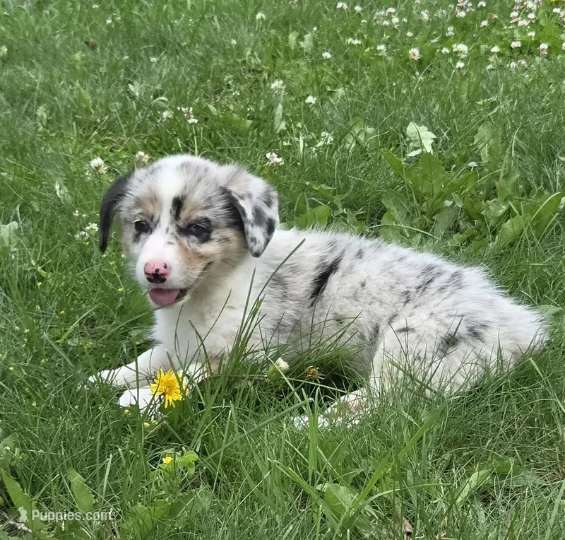 FRUITY PEBBLES – Australian Shepherd, Pembroke Welsh Corgi puppy for sale in Buffalo, MN