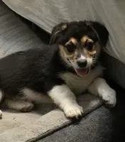 Trix, a female Australian Shepherd and Pembroke Welsh Corgi for sale in Buffalo, MN – 2 of 6