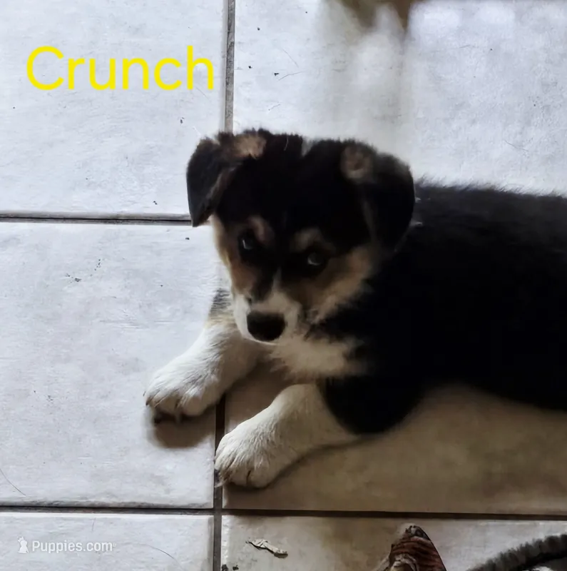Cap'n Crunch – Australian Shepherd, Pembroke Welsh Corgi puppy for sale in Buffalo, MN