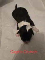 Capt'n Crunch, a male Australian Shepherd and Pembroke Welsh Corgi for sale in Buffalo, MN – 2 of 3
