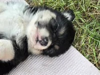 Reese's Puffs, a male Australian Shepherd and Pembroke Welsh Corgi for sale in Buffalo, MN – 2 of 3