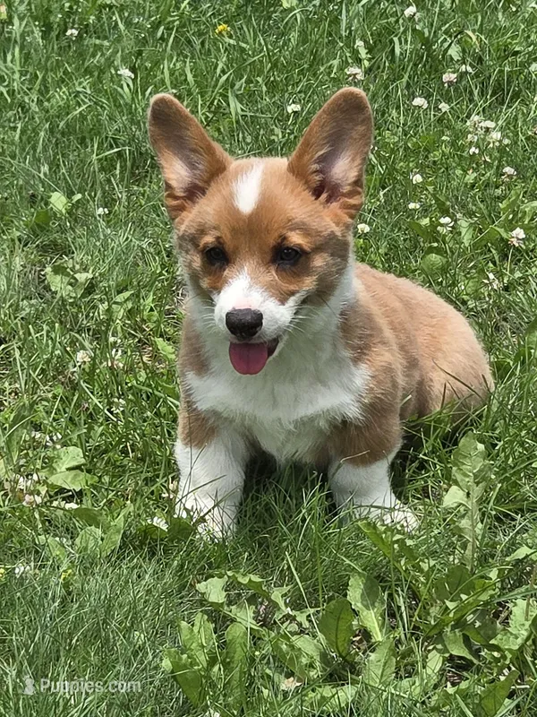 AKC Tommy Brock – Pembroke Welsh Corgi puppy for sale in Buffalo, MN
