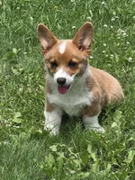 AKC Tommy Brock, a male Pembroke Welsh Corgi for sale in Buffalo, MN – 1 of 7