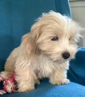 Sunny, a male Lhasapoo for sale in Ocala, FL – 4 of 9