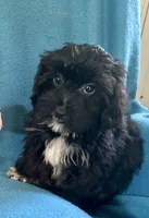 Gus, a male Lhasapoo for sale in Ocala, FL – 4 of 6