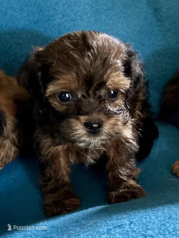 Hank – Lhasapoo puppy for sale in Ocala, FL
