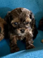 Hank, a male Lhasapoo for sale in Ocala, FL – 1 of 1