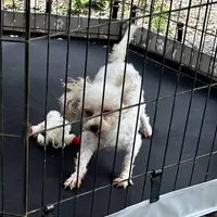 Charlie - Small Female- Free, a female Maltipoo for sale in Ocala, FL – Photo 6 of 10