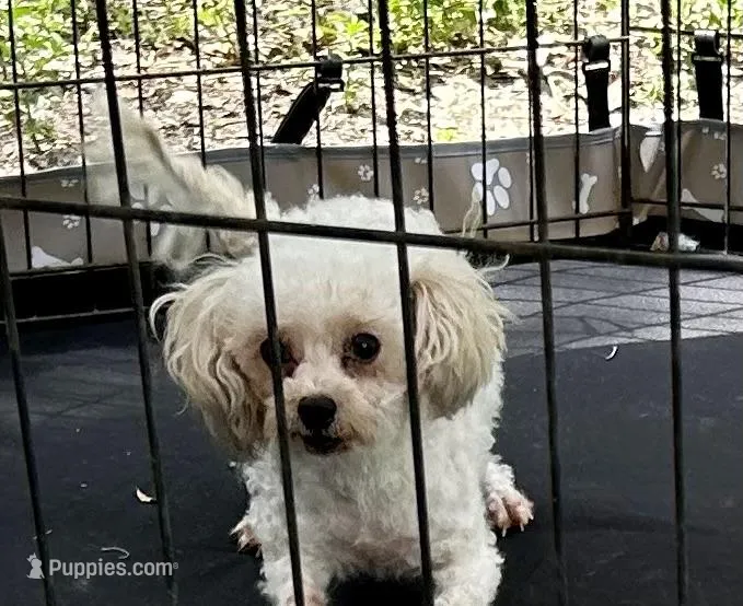 Charlie - Small Female- Free