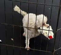 Charlie - Small Female- Free, a female Maltipoo for sale in Ocala, FL – Photo 2 of 10