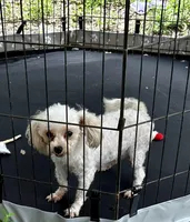 Charlie - Small Female- Free, a female Maltipoo for sale in Ocala, FL – Photo 9 of 10