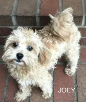 Charlie - Small Female- Free, a female Maltipoo for sale in Ocala, FL – Photo 10 of 10