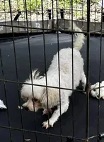 Charlie - Small Female- Free, a female Maltipoo for sale in Ocala, FL – Photo 8 of 10