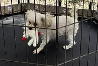 Charlie - Small Female- Free, a female Maltipoo for sale in Ocala, FL – Photo 4 of 10