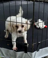 Charlie - Small Female- Free, a female Maltipoo for sale in Ocala, FL – Photo 7 of 10