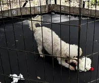 Charlie - Small Female- Free, a female Maltipoo for sale in Ocala, FL – Photo 3 of 10