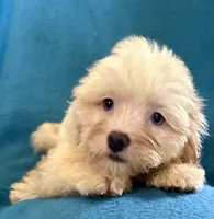Whinny, a female Lhasapoo for sale in Ocala, FL – 6 of 8