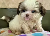 Lulu, a female Shih Tzu for sale in Ocala, FL – 4 of 4